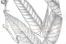 Plant-Illustration-of-Drooping-fig