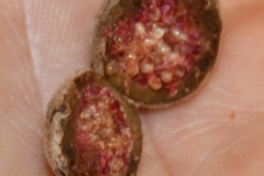 Closer-view-of-fruits-of-Drooping-fig