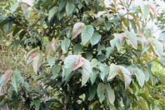 Drooping-fig-plant