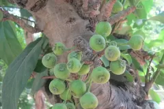 Immature-fruits-of-Drooping-fig