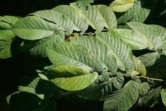 Leaves-of-Drooping-fig