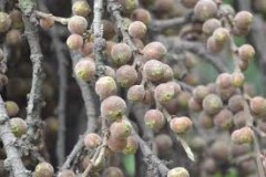Mature-fruits-of-Drooping-fig