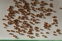 Seeds-of-Drooping-fig