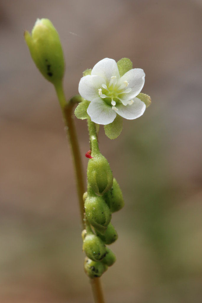 Drosera-flower