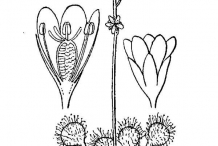 Drawing-of-Drosera