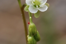Drosera-flower