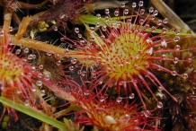 Drosera-leaves