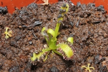 Drosera-plant