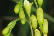 Flower-bud-of-Drosera