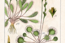 Illustration-of-Drosera