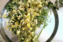 Drumstick-dried-flower