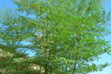 Drumstick-flowering-plant