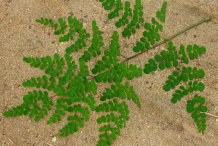 Drumstick-leaf
