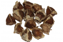 Drumstick-seeds
