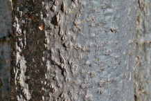 Drumstick-stem