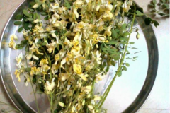 Drumstick-dried-flower