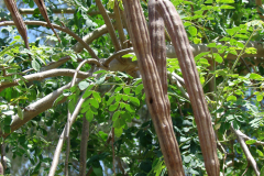 Drumstick-dry-pods