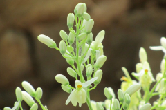 Drumstick-flower-buds