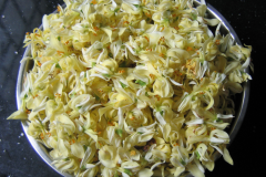 Drumstick-flower-collection