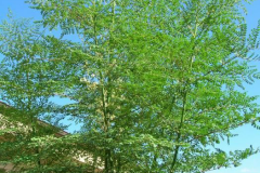 Drumstick-flowering-plant