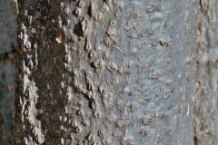 Drumstick-stem