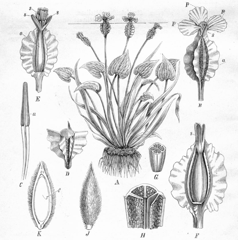 Plant-illustration-of-Duck-Lettuce