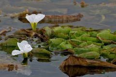 Duck-Lettuce-plant