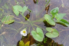 Duck-Lettuce-submerged-in-water