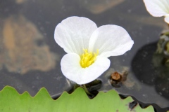 Flower-of-Duck-Lettuce