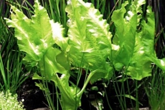 Leaves-of-Duck-Lettuce