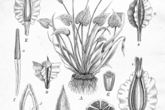 Plant-illustration-of-Duck-Lettuce