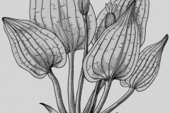 Sketch-of-Duck-Lettuce