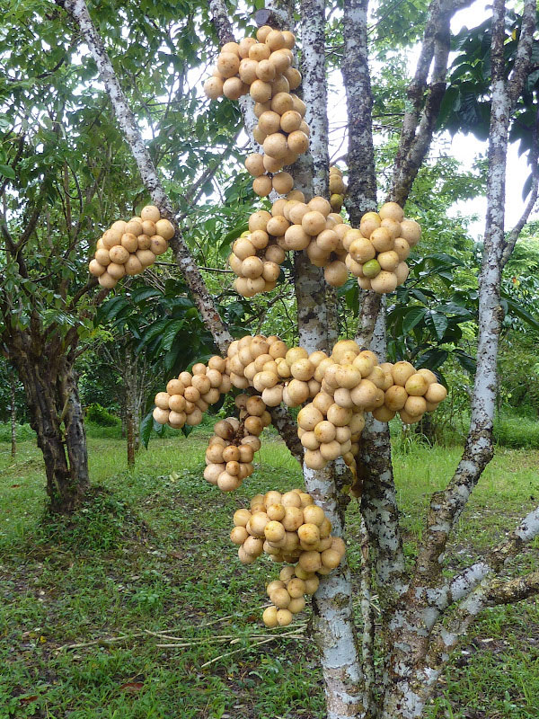 Duku-Fruits-on-the-tree