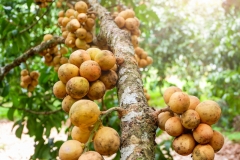 Duku-Fruit-tree