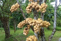 Duku-Fruits-on-the-tree