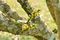 Flowers-of-Duku-Fruit