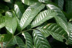 Leaves-of-Duku-Fruit