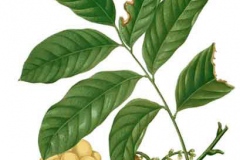 Plant-Illustration-of-Duku-Fruit