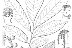 Sketch-of-Duku-Fruit