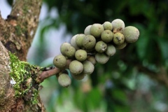 Unripe-Duku-Fruit-on-the-tree
