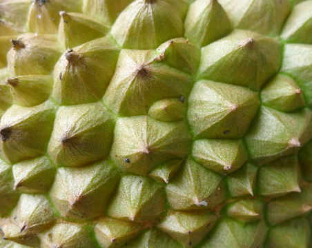 Durian-skin
