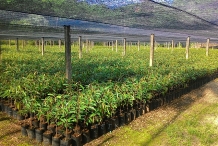 Durian-farm