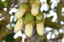 Durian-flower-buds