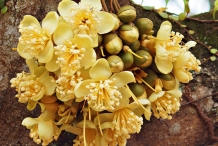 Durian-flowers