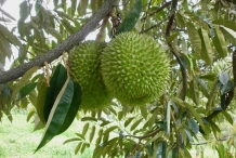 Durian-fruit