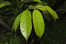 Durian-leaves