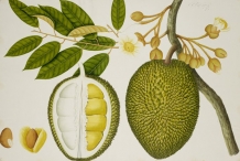 Durian-plant-illustration