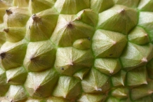 Durian-skin