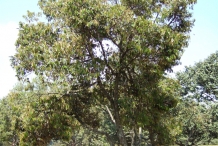 Durian-tree