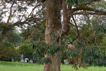 Durian-trunk